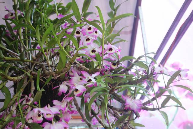 10 loại hoa lan phù hợp trồng trên ban công, sân thượng
