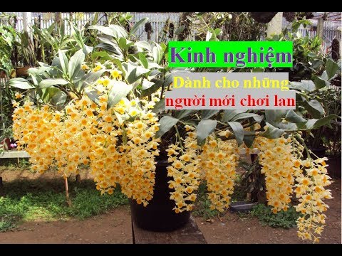 Kinh nghiệm cho người mới chơi lan rừng