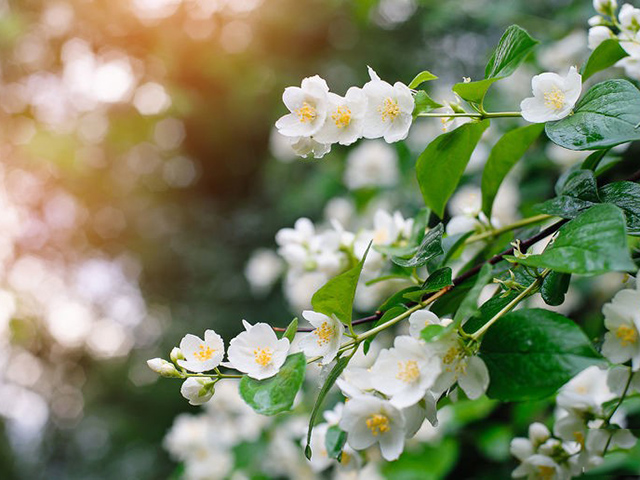 Điểm danh 12+ loài hoa có mùi thơm quyến rũ nhất Việt Nam