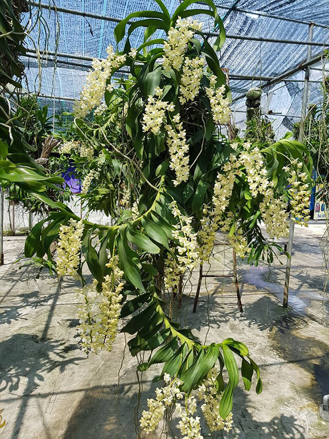 Điểm danh 12+ loài hoa có mùi thơm quyến rũ nhất Việt Nam