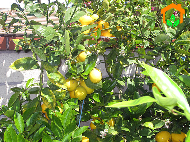 Cây chanh được trồng phổ biến ở các gia đình Việt