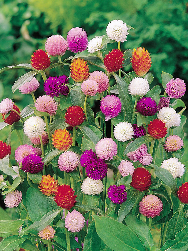 Bật mí 25+ loài hoa nở quanh năm, đẹp và rất dễ trồng 