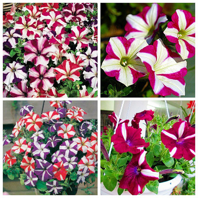 Bật mí 10 loài hoa nở quanh năm, đẹp và rất dễ trồng 