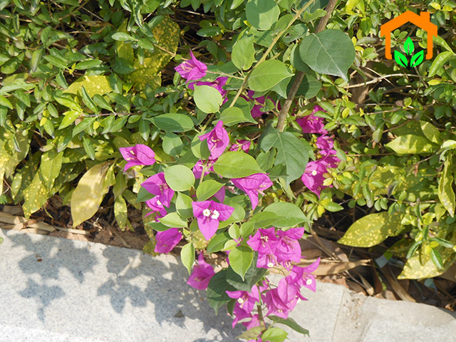 Top 11 loại hoa trồng ban công chịu nắng mùa hè chói chang