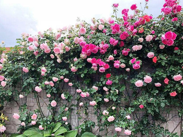 Cây hoa hồng leo có thể cho hoa quanh năm rực rỡ