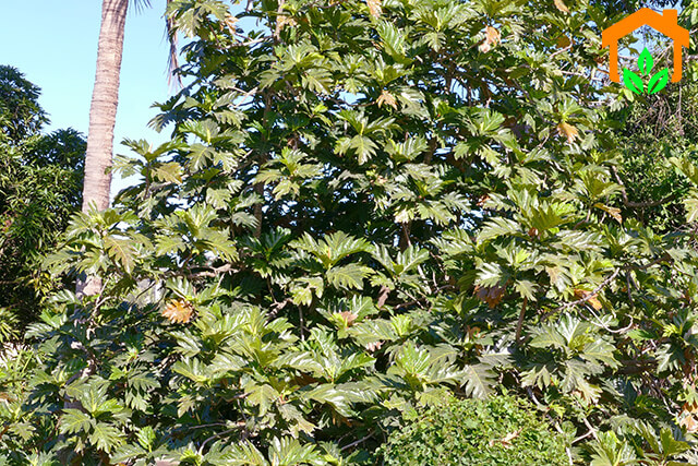 Cây Sa kê – loài cây độc đáo mới lạ cứu đói vùng khó khăn