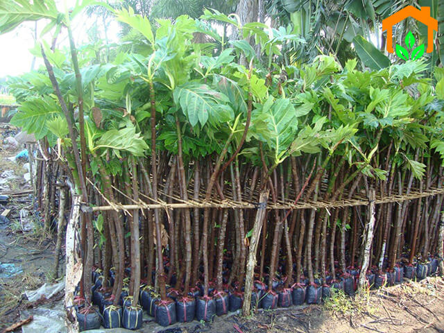 Cây Sa kê – loài cây độc đáo mới lạ cứu đói vùng khó khăn