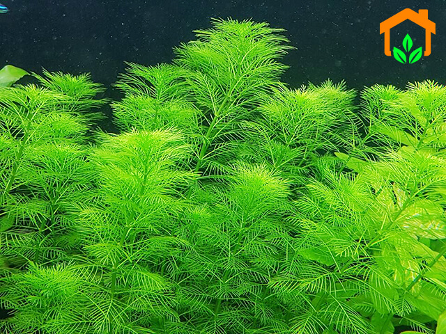 Top 10 các loại cây thủy sinh dễ trồng được ưa thích hiện nay