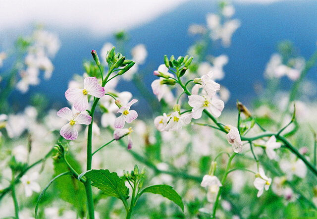 Những cánh đồng hoa cải trắng là điểm dừng chân lý tưởng tại Mộc Châu mùa thu