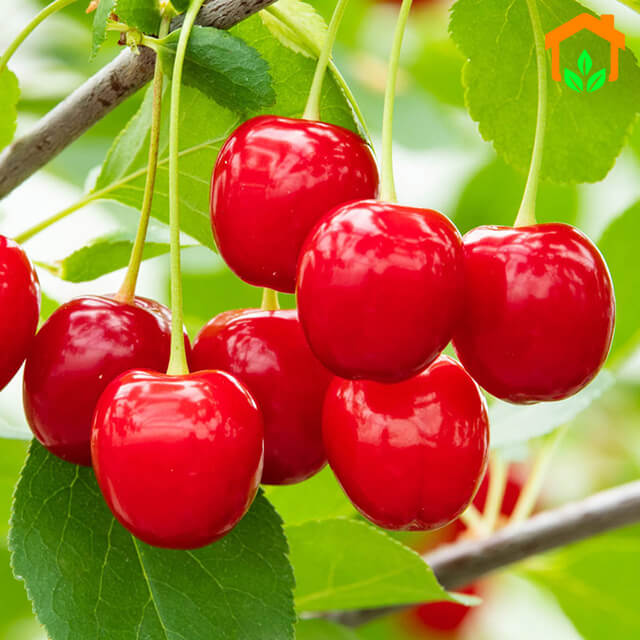 [Chia sẻ] cách trồng cây cherry lớn nhanh dành riêng cho người Việt