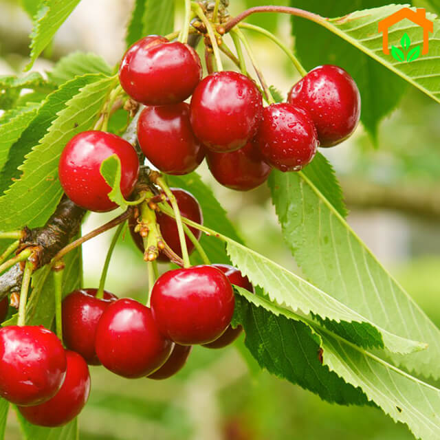 [Chia sẻ] cách trồng cây cherry lớn nhanh dành riêng cho người Việt