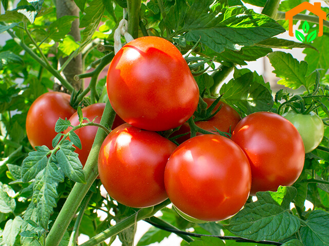 Cách trồng cà chua nặng trĩu quả ai nhìn cũng mê