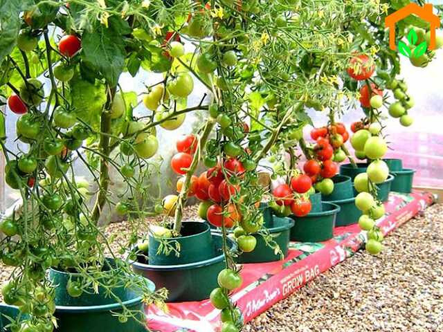 Cách trồng cà chua nặng trĩu quả ai nhìn cũng mê