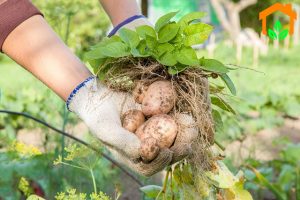 Kỹ thuật trồng khoai tây bằng củ rất dễ