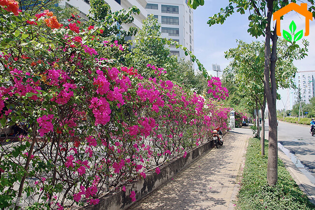 Top 20+ cây trồng hàng rào được ưa chuộng nhất Việt Nam