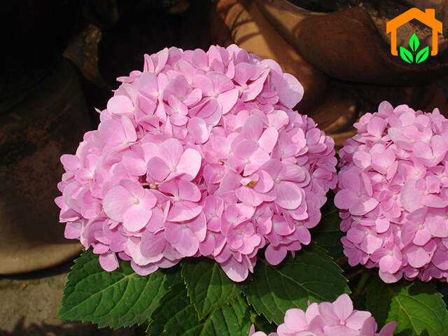 Hoa cẩm tú cầu – quả cầu đa sắc mang nhiều ý nghĩa đặc biệt