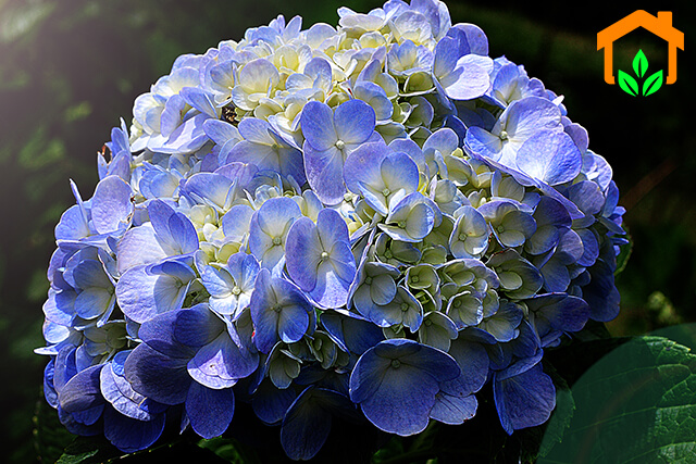 Hoa cẩm tú cầu – quả cầu đa sắc mang nhiều ý nghĩa đặc biệt