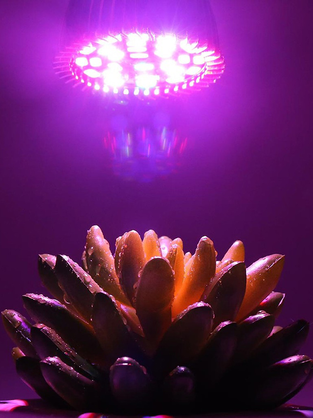 Trồng cây dưới ánh sáng nhân tạo – giải pháp giúp nâng cao năng suất cây trồng