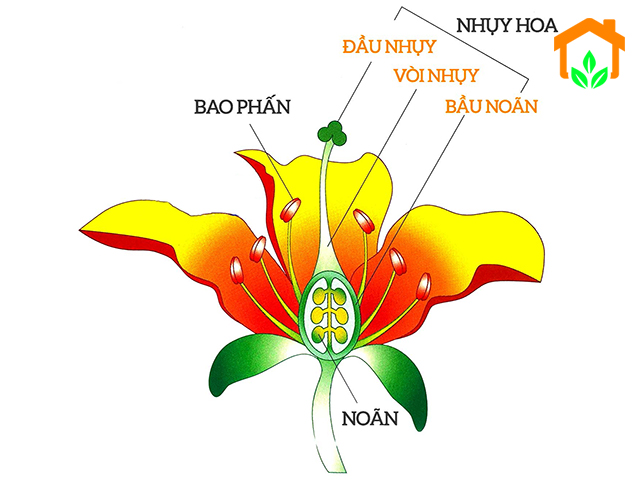 Tự thụ phấn là gì ? Một số đặc điểm về cây trồng tự thụ phấn