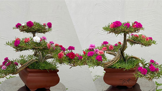 Chia sẻ cách trồng hoa mười giờ bonsai đơn giản và tuyệt đẹp