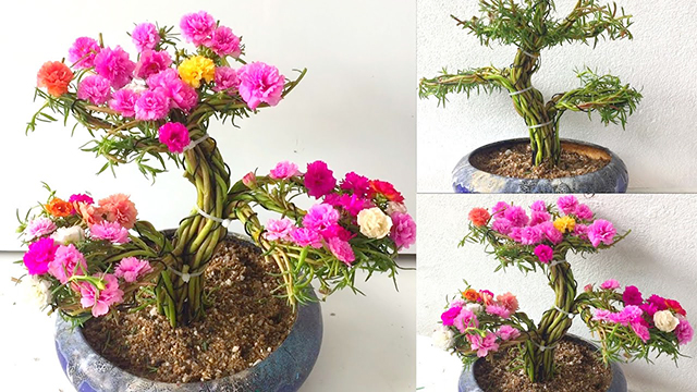 Chia sẻ cách trồng hoa mười giờ bonsai đơn giản và tuyệt đẹp