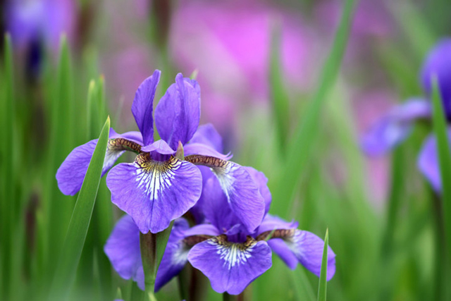 Top 7 loài hoa hy vọng may mắn để tặng bạn bè và người thân