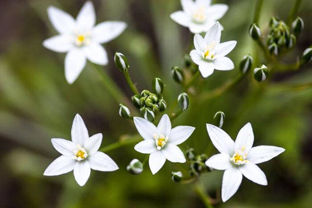 Top 7 loài hoa hy vọng may mắn để tặng bạn bè và người thân