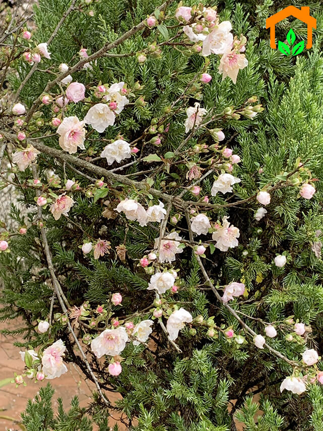 Nhất Chi Mai – Sắc hồng trắng nhẹ nhàng báo hiệu mùa Xuân đến
