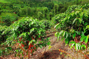 Cây cà phê sinh trưởng tốt và cho năng suất cao trên đất Ferallit