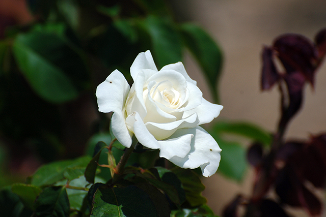 +25 các loại hoa màu trắng – vẻ đẹp của sự thuần khiết và nhẹ nhàng