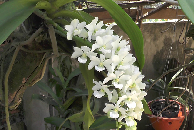 +25 các loại hoa màu trắng – vẻ đẹp của sự thuần khiết và nhẹ nhàng