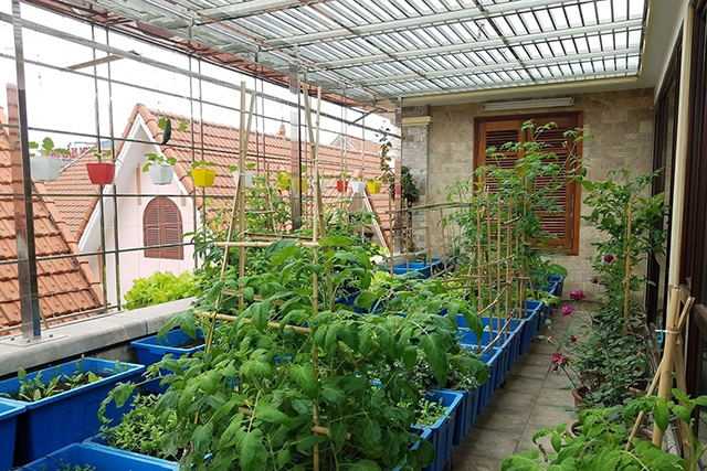 Bí quyết trồng rau trên sân thượng có mái che siêu mát tay